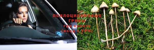 прущие грибы Белокуриха